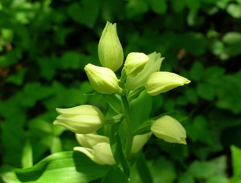 Cephalanthera damasonium, C. longifolia, C. rubra